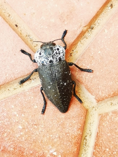 Flat-headed Root-borer