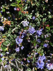 Ceanothus foliosus foliosus
