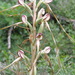 Himantoglossum caprinum - Photo (c) svetlana-bogdanovich, osa oikeuksista pidätetään (CC BY-NC), uploaded by svetlana-bogdanovich