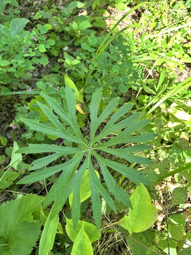 Syneilesis aconitifolia