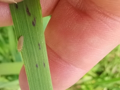 Tytthaspis sedecimpunctata