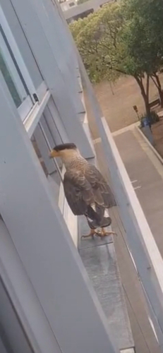 Crested Caracara