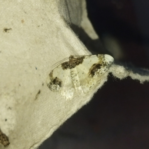 Scorched Carpet