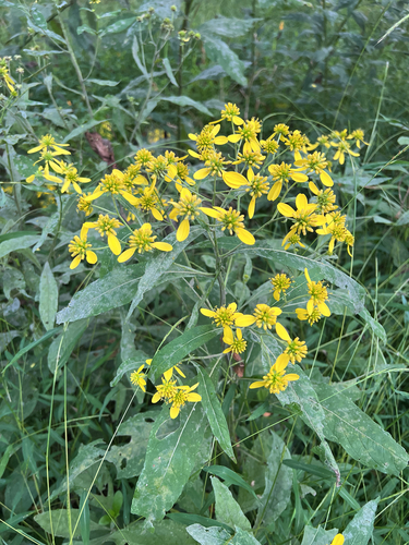 Wingstem
