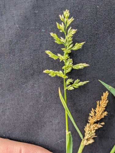 Polypogon viridis, photograph 2
