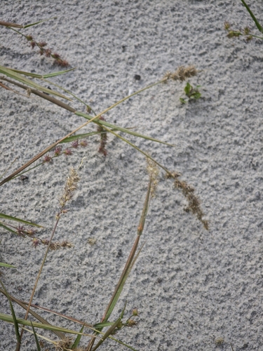 Cenchrus longispinus, photograph 4
