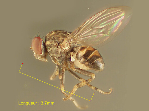 Phortica variegata