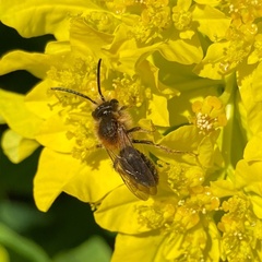 Andrena