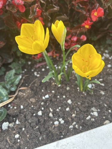 Winter Daffodil