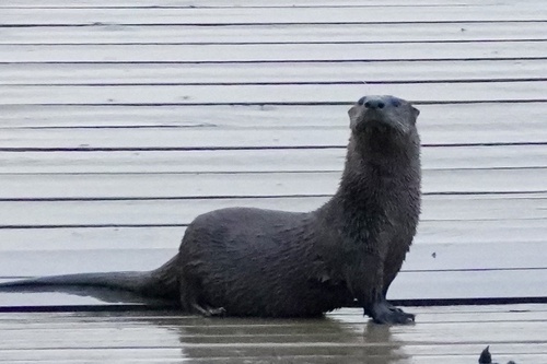North American River Otter