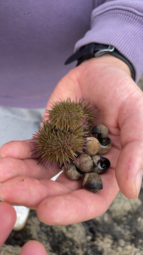 Green Sea Urchin
