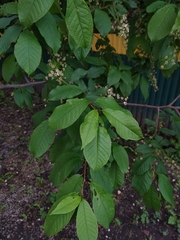 Prunus padus