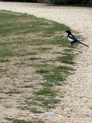European magpie