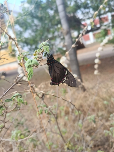 Polydamas Swallowtail