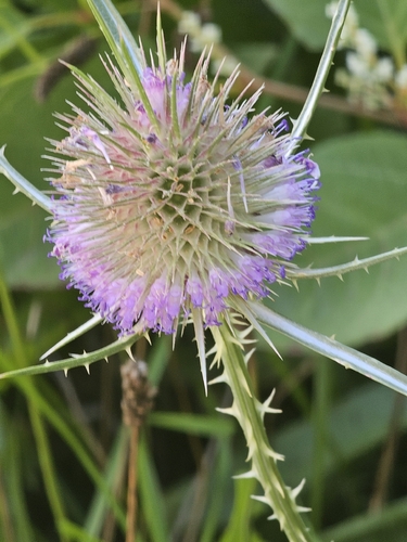 wild teasel