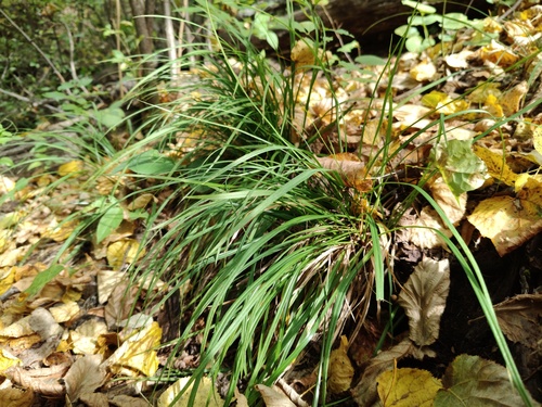Carex digitata observed 2026-09-16