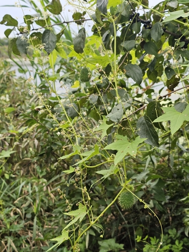 prickly cucumber