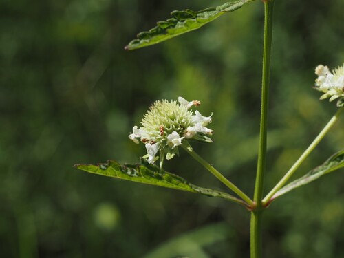 Hyptis alata, photograph 3