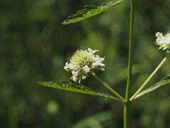 Hyptis alata, photograph (c) carter, some rights reserved (CC BY)