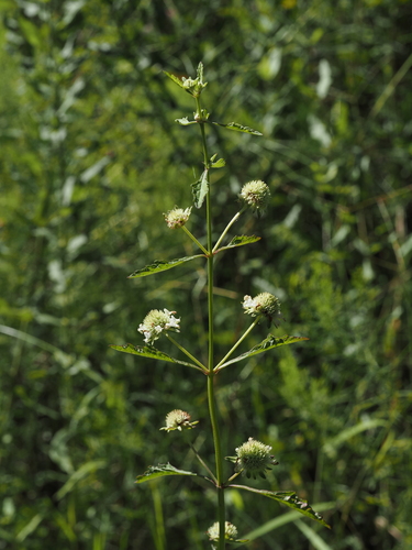 Hyptis alata, photograph 4