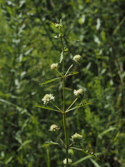 Hyptis alata, photograph (c) carter, some rights reserved (CC BY)