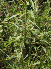 Hyptis alata, photograph (c) carter, some rights reserved (CC BY)