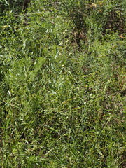 Hyptis alata, photograph (c) carter, some rights reserved (CC BY)