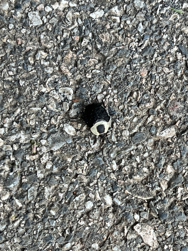 American Carrion Beetle