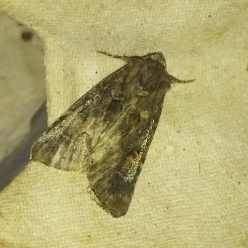 Straw Underwing