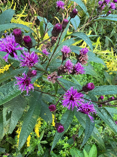New York ironweed