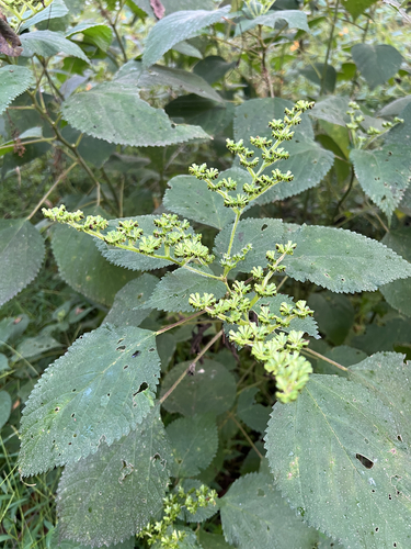 wood nettle