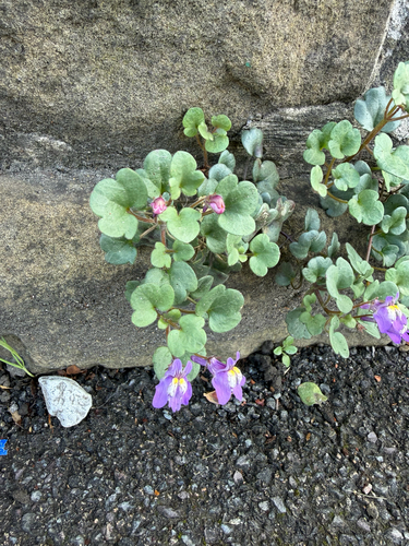 Italian Toadflax