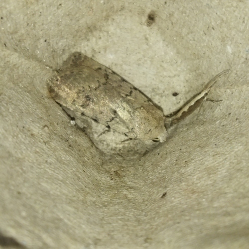 Pale Mottled Willow Moth
