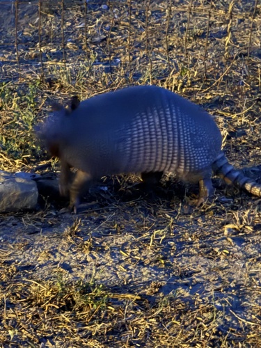 Mexican Long-nosed Armadillo