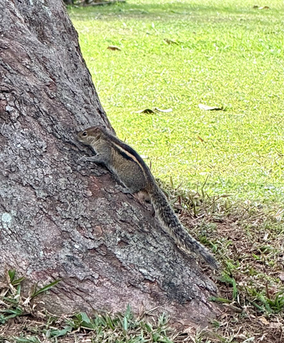 Three-striped Palm Squirrel