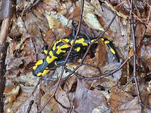 Fire Salamander