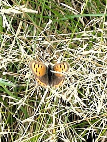 Small Copper