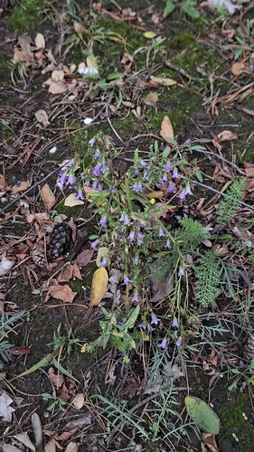 Siberian Bellflower