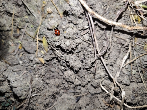 Seven-spotted Lady Beetle