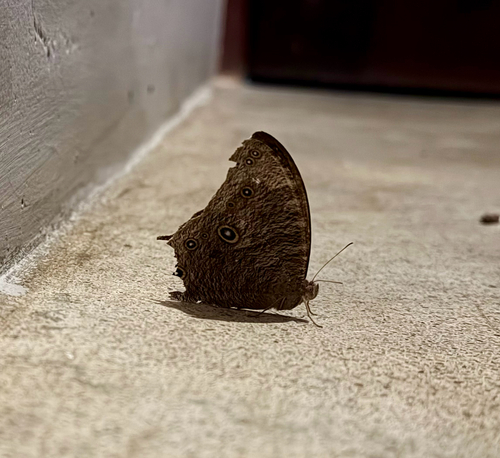Common Evening Brown