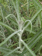 (c) Ian Rainbow, some rights reserved (CC BY) Senecio quadridentatus, photograph (c) Ian Rainbow, some rights reserved (CC BY)