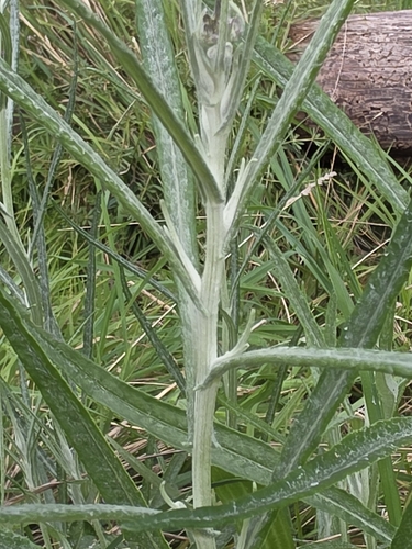 Senecio quadridentatus, photograph 4