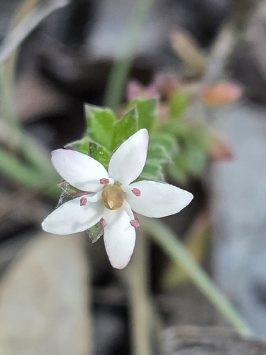 white marianth