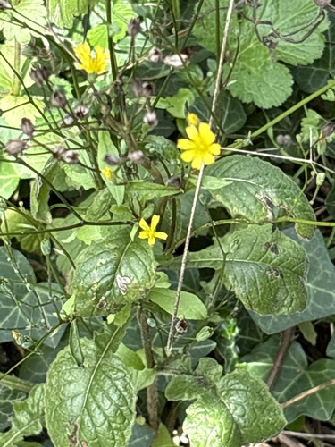 nipplewort