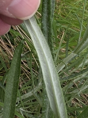 (c) Ian Rainbow, some rights reserved (CC BY) Senecio quadridentatus, photograph (c) Ian Rainbow, some rights reserved (CC BY)