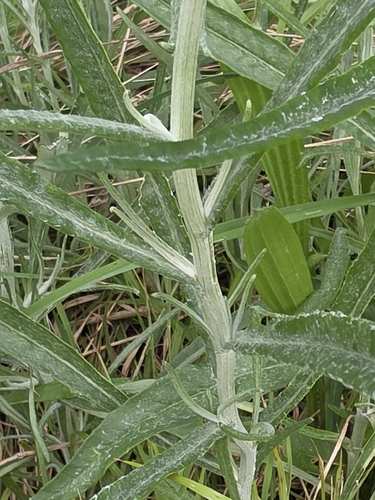 Senecio quadridentatus, photograph 6