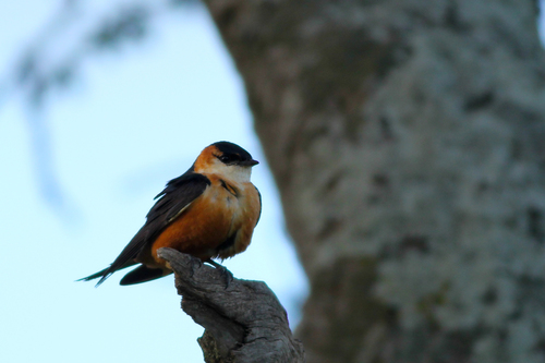 Mosque Swallow