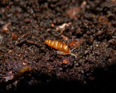 Renea moutonii singularis