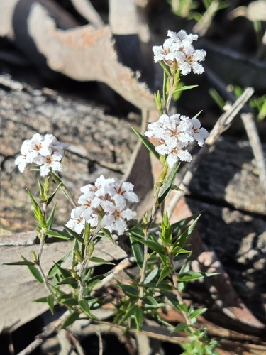 common beard-heath