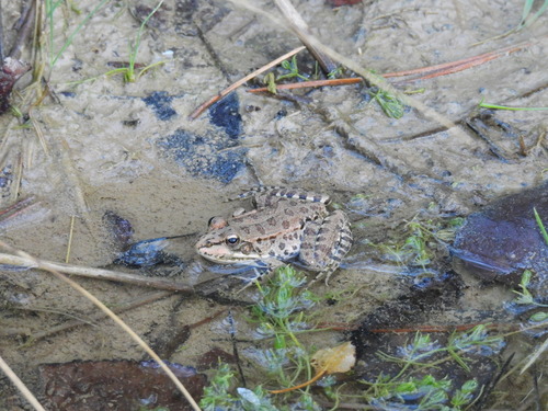 Iberian Green Frog